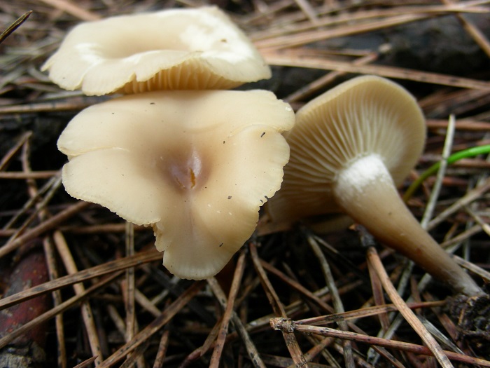 581 Febbraio vecchio ritrovamento